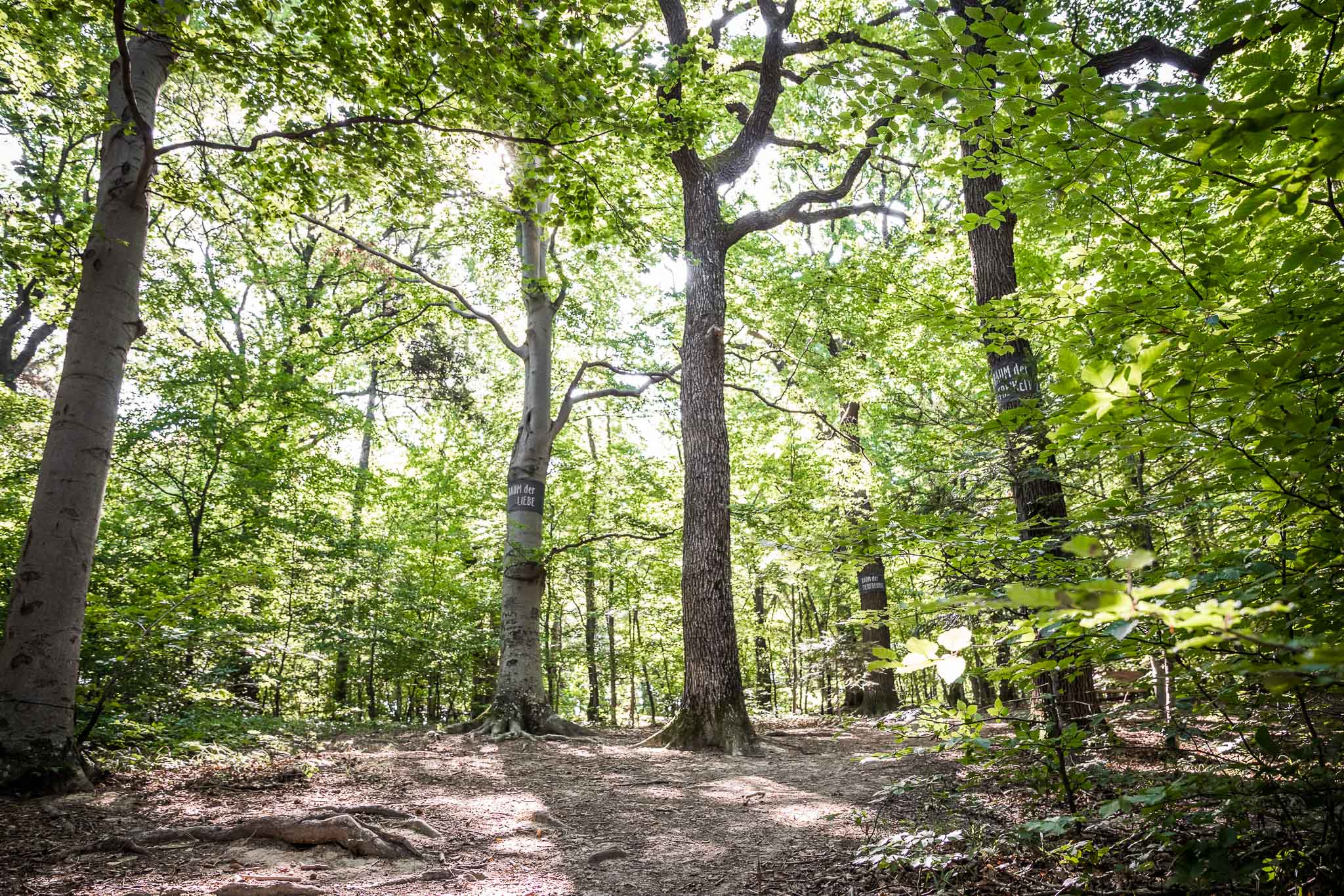Baumbestattung im Wald der Ewigkeit_Naturbestattung GmBH