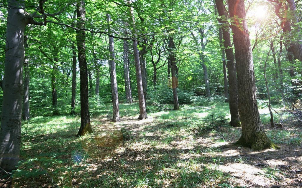 Baumbestattung Giesshübel Grosser Baum