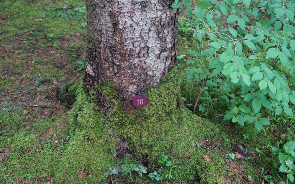 Baumbestattung Kundl Grosser Baum