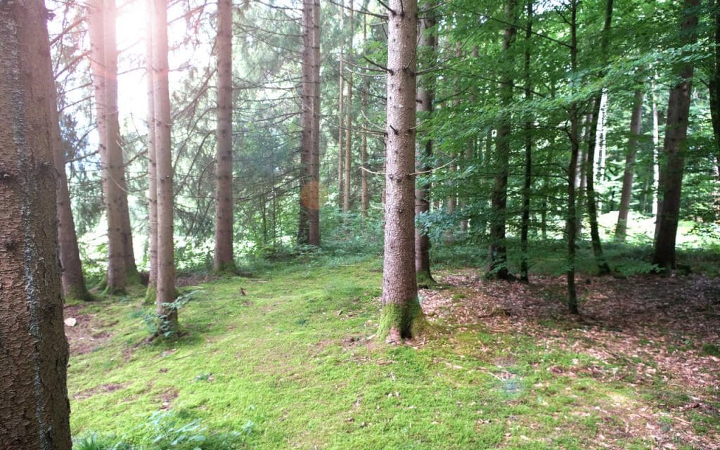 Baumbestattung Kundl Kleiner Baum