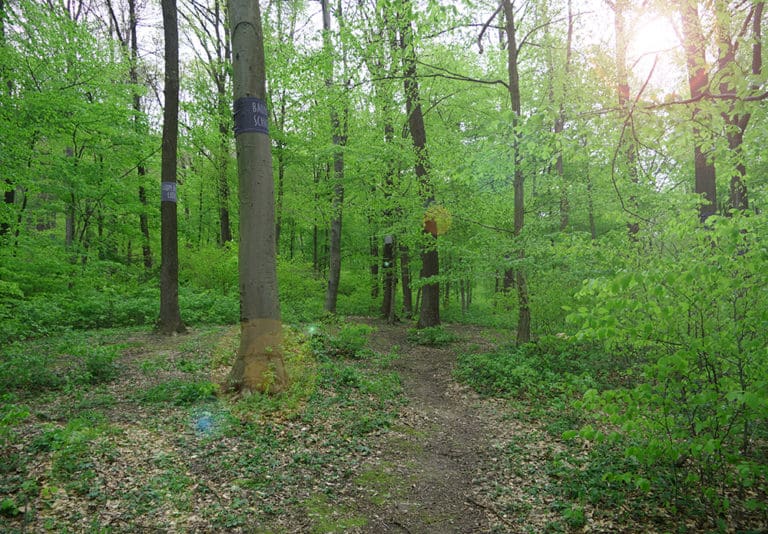 Baumbestattung im Wald der Ewigkeit in 1140 Wien Mauerbach_Naturbestattung Gmbh Zadrobilek