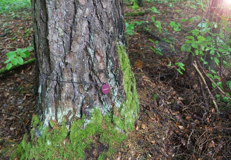 Baumbestattung im Wald der Ewigkeit in Kundl Tirol Waldfriedhof_Naturbestattung Gmbh Zadrobilek