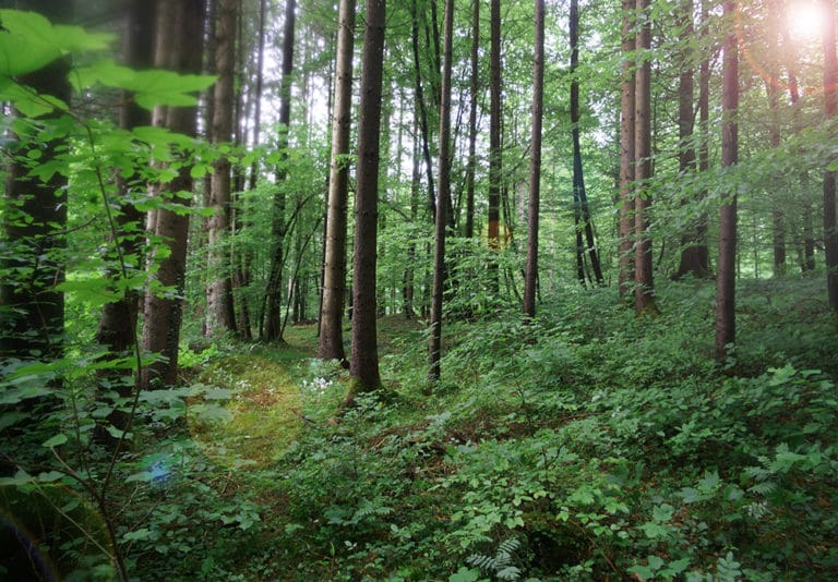 Baumbestattung im Wald der Ewigkeit in Kundl Tirol Waldfriedhof_Naturbestattung Gmbh Zadrobilek