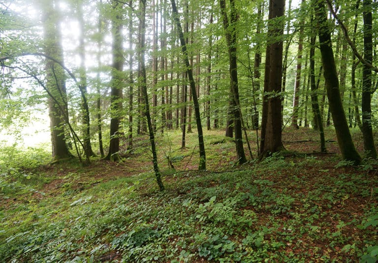 Baumbestattung im Wald der Ewigkeit in Kundl Tirol Waldfriedhof_Naturbestattung Gmbh Zadrobilek