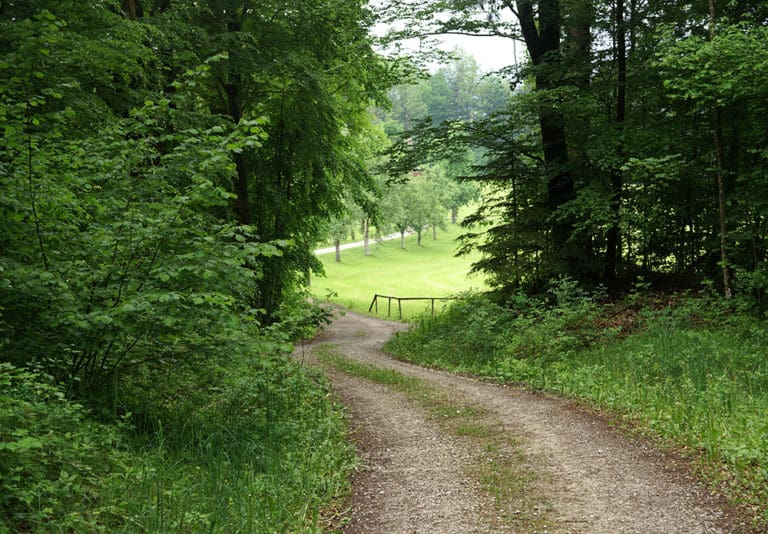 Baumbestattung im Wald der Ewigkeit in Kundl Tirol Waldfriedhof_Naturbestattung Gmbh Zadrobilek