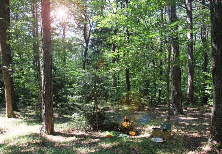 Baumbestattung im Wald der Ewigkeit in Gießhübl / Mödling bei Wien Waldfriedhof_Naturbestattung Gmbh Zadrobilek
