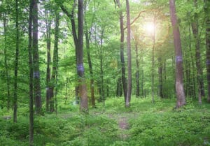 Baumbestattung im Wald der Ewigkeit in 1140 Wien Mauerbach Waldfriedhof_Naturbestattung Gmbh Zadrobilek