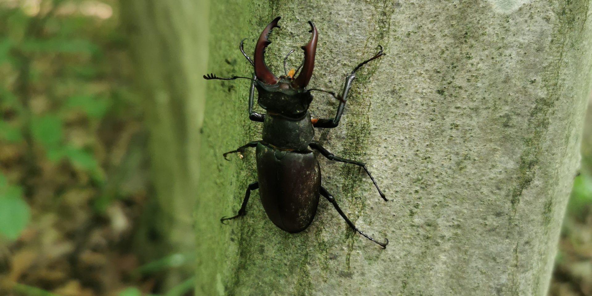 Die Naturbestattung im Wald der Ewigkeit genießen Naturbestattung GmbH
