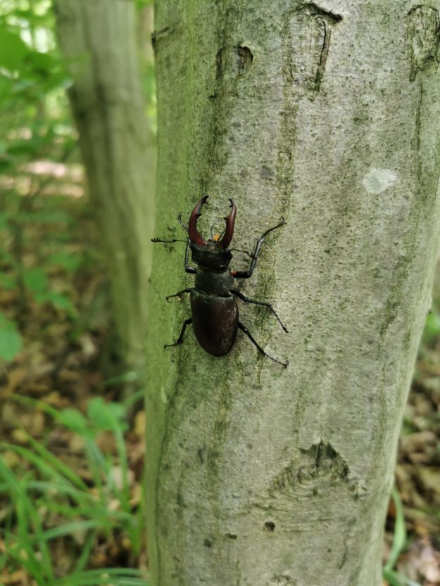 Die Naturbestattung im Wald der Ewigkeit genießen Naturbestattung GmbH