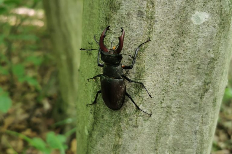 Die Naturbestattung im Wald der Ewigkeit genießen Naturbestattung GmbH