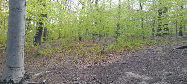 Inflation und CO – Das Leben wird immer teurer und auch die Bestattung kostet Geld Naturbestattung GmbH