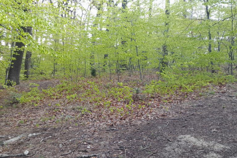 Inflation und CO – Das Leben wird immer teurer und auch die Bestattung kostet Geld Naturbestattung GmbH