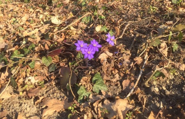 Der Frühling ist da!