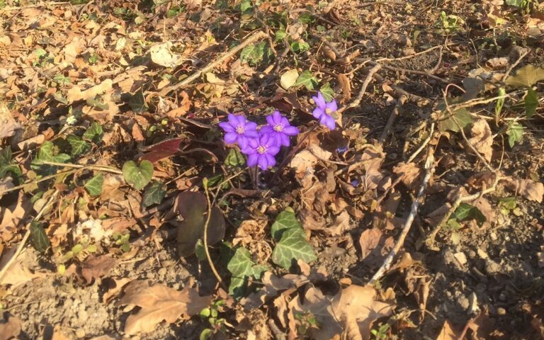Der Frühling ist da!