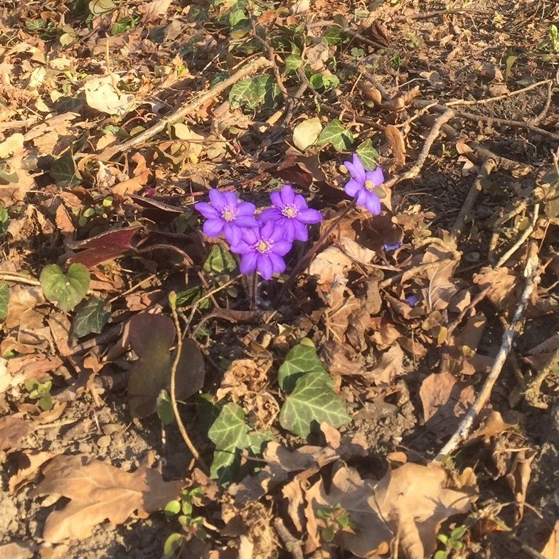 Der Frühling ist da!
